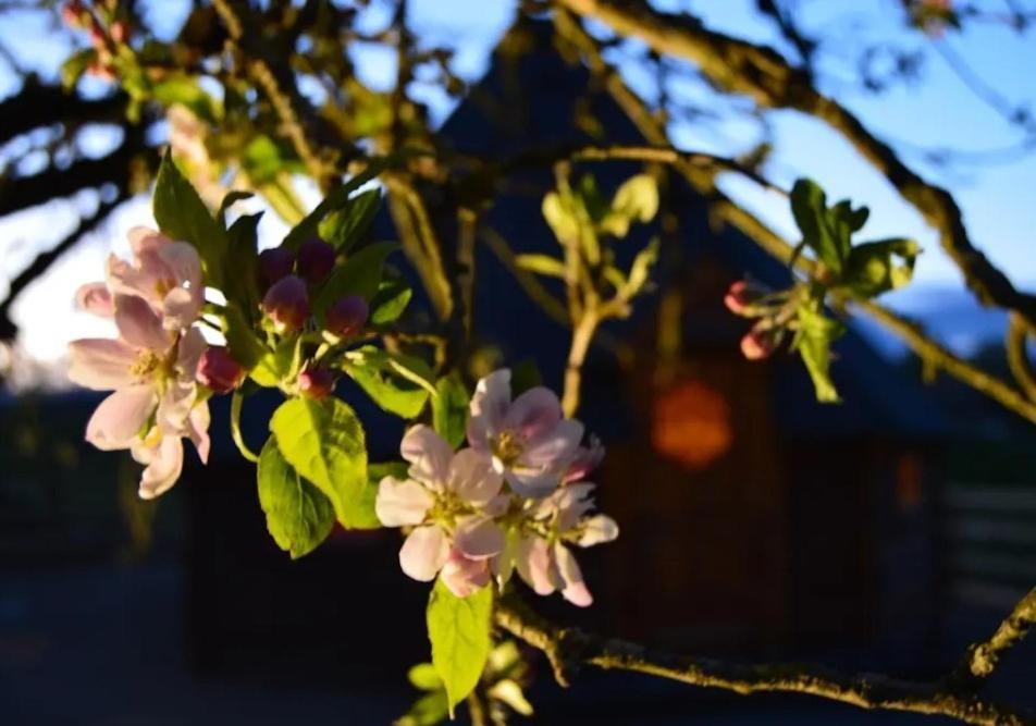 Apple Blossom Glamping Κίλκενι Εξωτερικό φωτογραφία